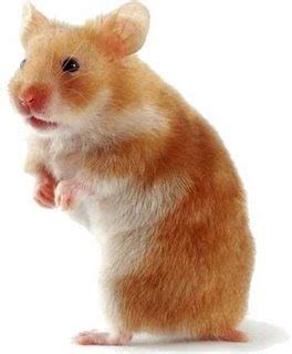 Hamster Comun Cuidados Preventyvet Veterinario En Zaragoza