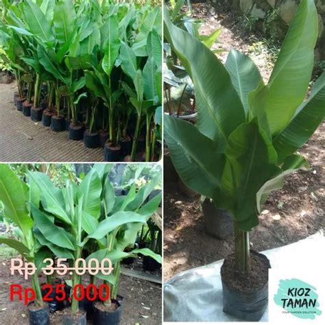 Tanaman Hias Pisang Karibay Tanaman Pisang Pisangan Karibai Ccc