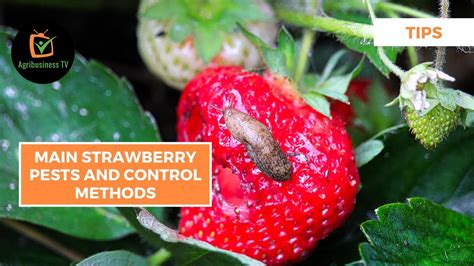 Tips Main Strawberry Pests And Control Methods Youtube