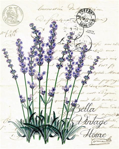 Botanical Lavender Print, Pillow, Note Cards, Tea Towel – BELLAVINTAGEHOME