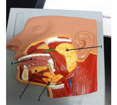 Digestive Salivary Glands Lab Bryant Diagram Quizlet