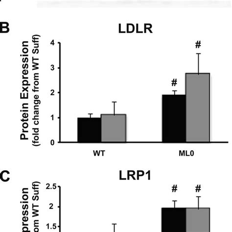 Western Blot Analysis Of Ldlr And Lrp Placental Protein Expression