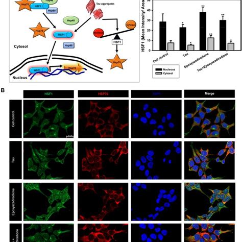 HSF1 Localization To Nuclear Compartment A HSF1 Hsp70 40 90 Complex