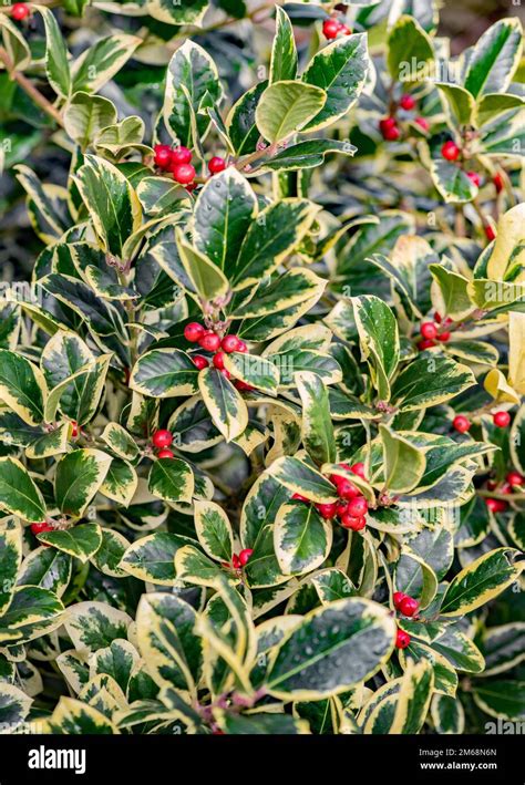 Ilex Altaclerensis Golden King Holly Treethe Glossy Green Leaves Are