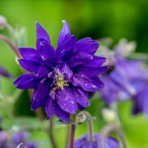 Aquilegia Vulgaris Barlow Blue Barlow Orlik Pospolity Barlow Blue Barlow