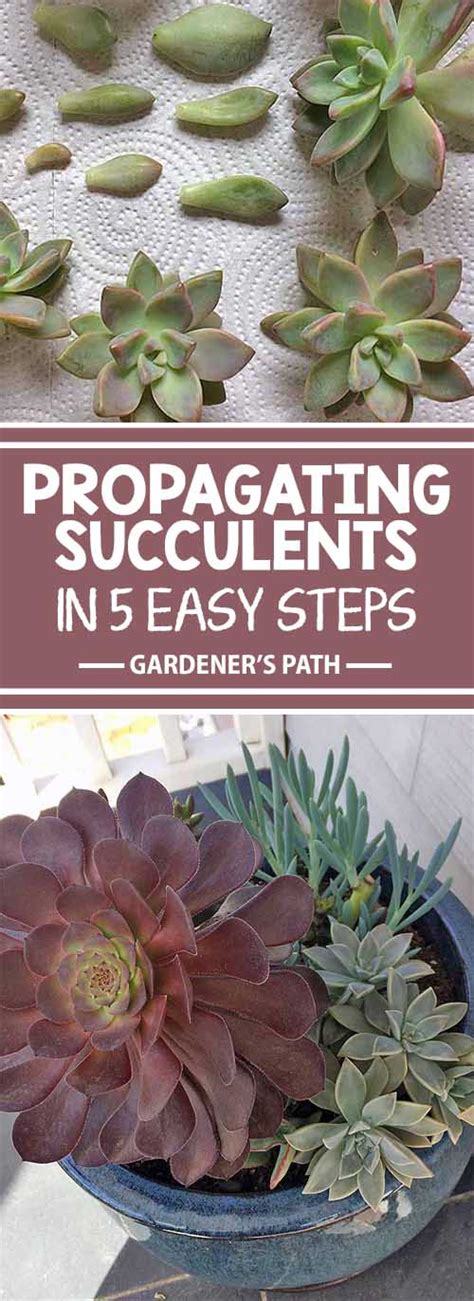 Propagating Succulents In 5 Easy Steps Gardener S Path