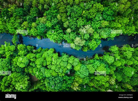 Green Forest And River In Tuchola National Park Aerial View Stock