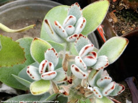 Суккулентные растения, Петр Лапшин, каталог для заказа - succulents by ...