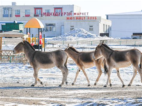 ФОТО Хулангийн сүрэг Дорноговь аймгийн төвд орж иржээ Iseemn