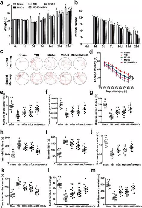 Rhmg And Huc Msc Treatment Reverse Neurologic Function Impairments