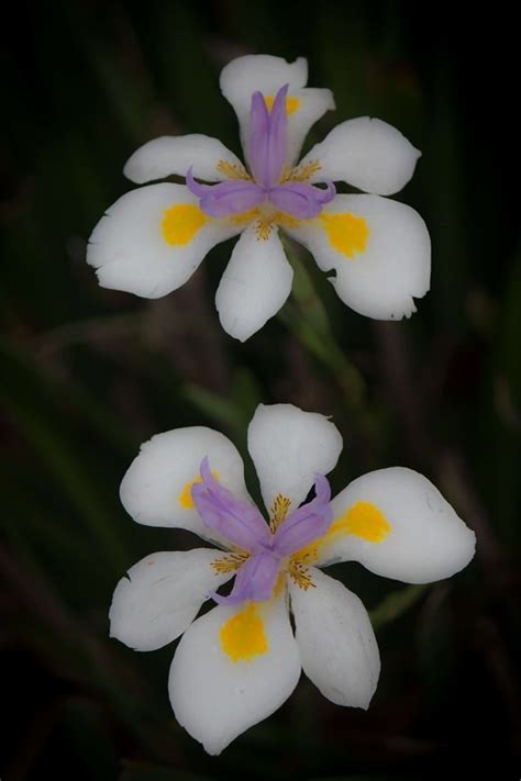 Foto Gratis Fiore Foglia Natura Flora Pianta Fiore Petalo Giardino