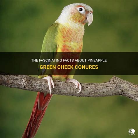 The Fascinating Facts About Pineapple Green Cheek Conures Petshun