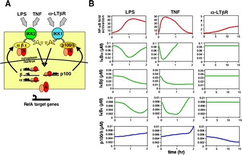 A Fourth Iκb Protein Within The Nf κb Signaling Module Cell