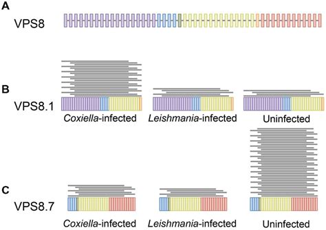 Differential Expression Of Mrna Isoforms Differential Isoform