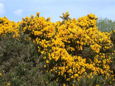 Gorse Bush Found Native In Ireland Lovely Yellow Blooms Produced In