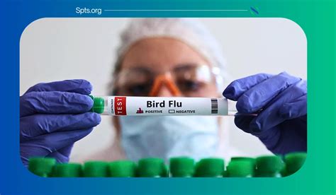 What Is Driving The Spread Of Avian Flu?