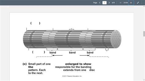 Myofibril Small Part Diagram Quizlet