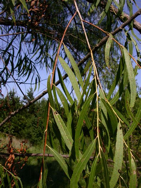 Salix nigra (Salicaceae) image 12308 at PhytoImages.siu.edu