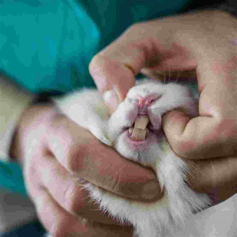 Understanding Rabbit Teeth What Rabbit Teeth Should Look Like