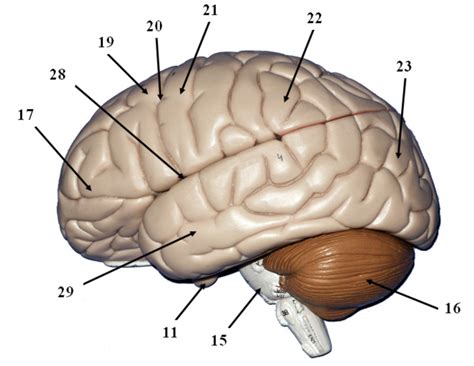 side view  brain diagram quizlet