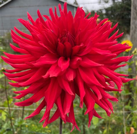 Rivers Dumpster Fire Dahlia —