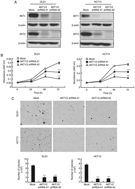 Resveratrol Suppresses Colon Cancer Growth By Targeting The AKT STAT3