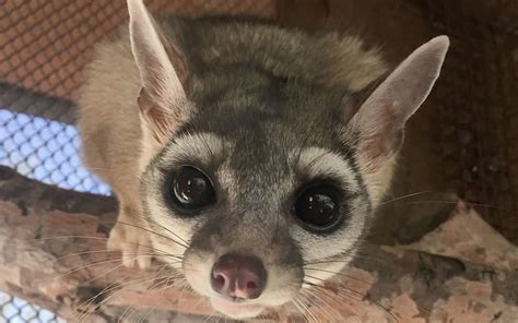 Ringtail Phoenix Zoo