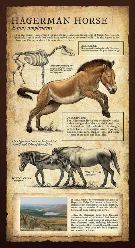 270 best images about Prehistoric Mammals on Pinterest | American lion ...