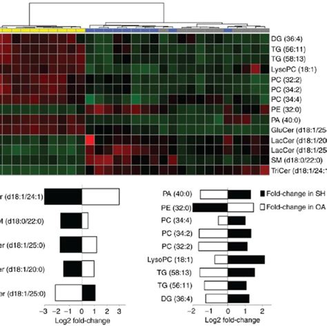 Lipidomics Profiling Of The 14 Identified Lipid Species A Heatmap Download Scientific