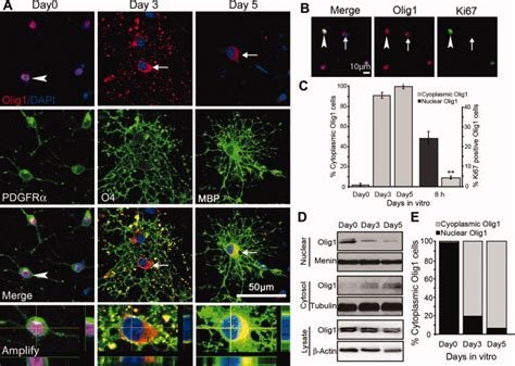 Translocation Of Olig1 From Nucleus To Cytoplasm Correlates With The