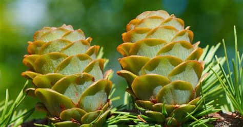 Close-up of Pine Cones on a Branch · Free Stock Photo