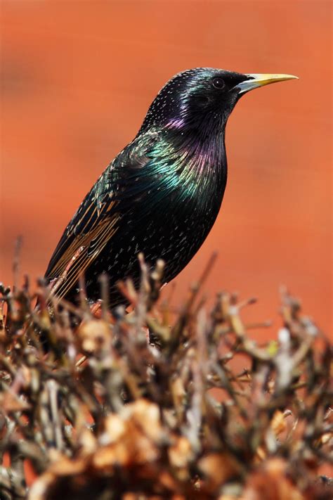 Starling Bird Free Stock Photo - Public Domain Pictures