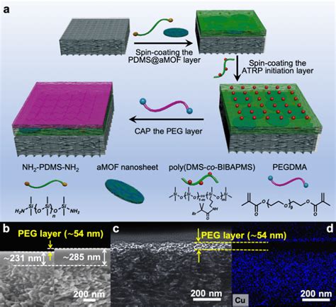 A Schematic Illustration Of The Preparation Of The Tfc Membranes By