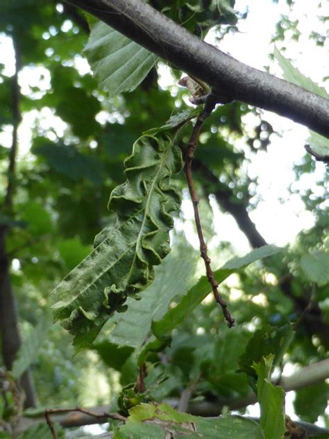 Gall Hornbeam Doncaster Naturalists Society