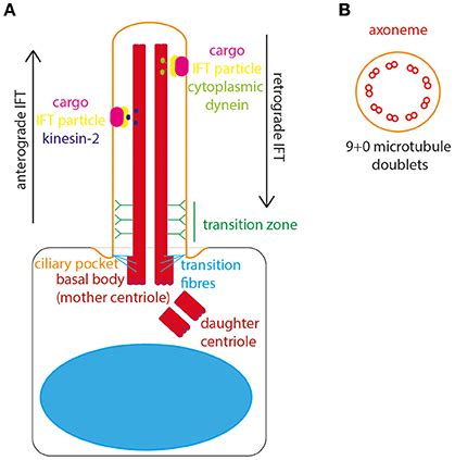 Frontiers Signaling Through The Primary Cilium