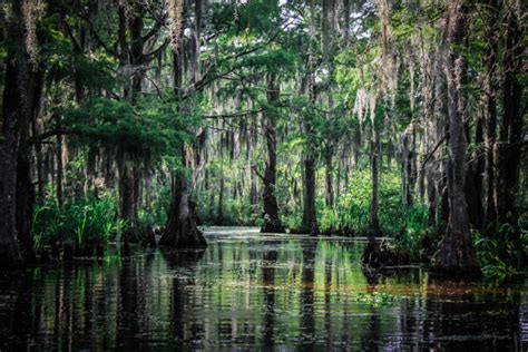 Swamp Stock Photos Pictures And Royalty Free Images Istock