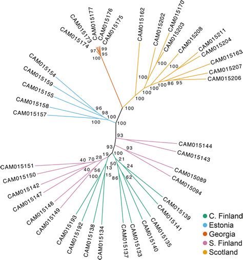 Maximum Likelihood Unrooted Phylogeny Of Wild Arctia Plantaginis Males