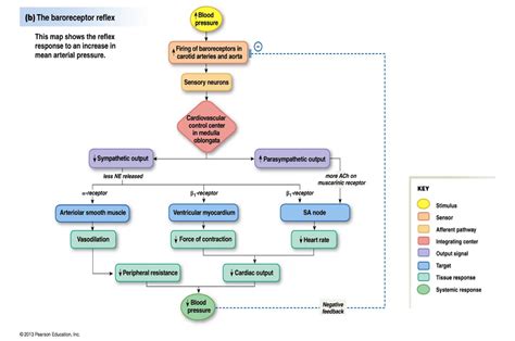 Baroreceptor Reflex Flowchart