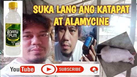 Paano Gamutin Ang Walang Ganang Kumain Na Baboy Youtube