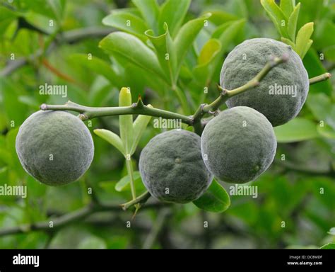 Trifoliate Orange Bitter Orange Hardy Orange Green Fruits Poncirus