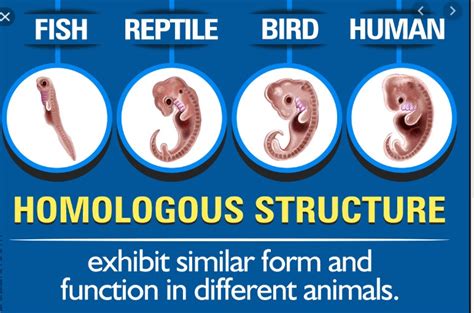 Homologous Structures | Brief Introduction & Examples