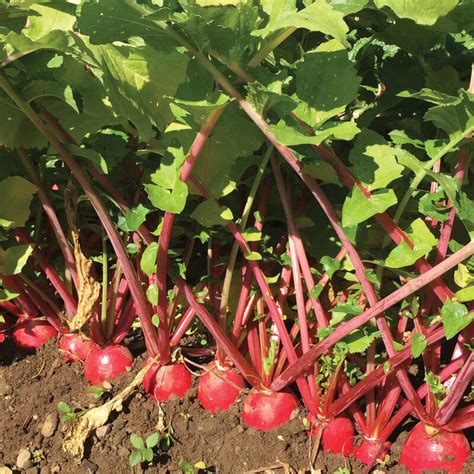 Red King 2 Red Daikon Radish Seeds Aeseeds