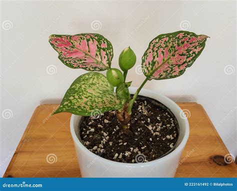 Aglaonema Planta Evergreen China Con Flor En Olla Blanca Foto De