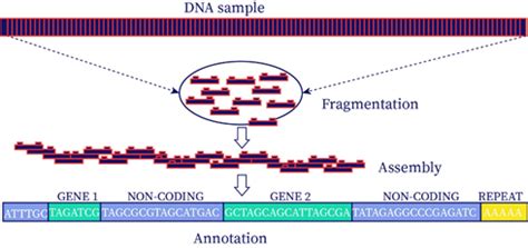 Genome Annotation Bartleby