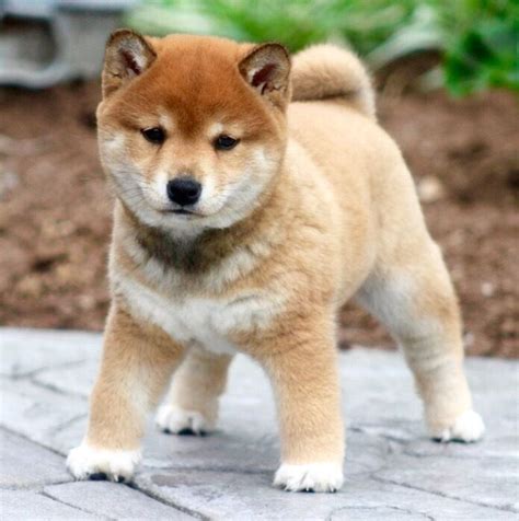 Le blog du shiba inu et des chiens japonais spitz japonais shikoku ...