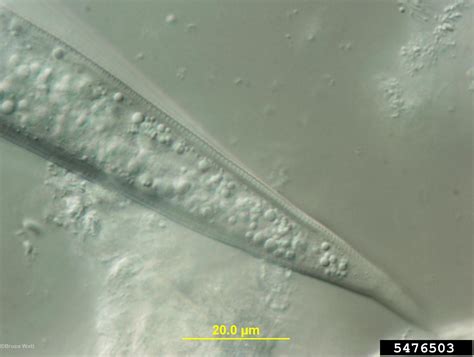 Alfalfa Stem Nematode Ditylenchus Dipsaci