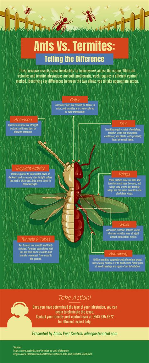 Ants Vs. Termites [INFOGRAPHIC] | Adios Pest Control