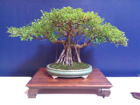 An Easy To Follow Bonsai Tree Care Guide For Novice Bonsai Enthusiasts Bonsai Tree Care