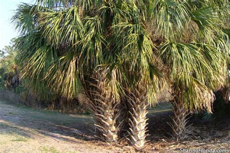 Cabbage Palm – Sabal Palm Tree - Pictures of a Sabal Palm Tree in Florida