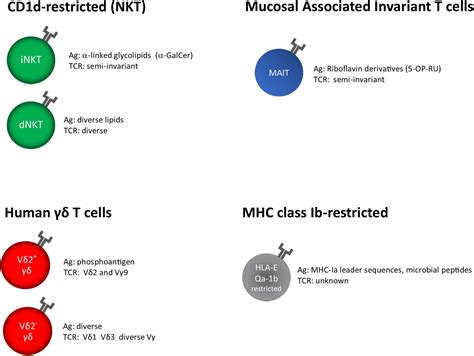 Frontiers Harnessing Unconventional T Cells For Immunotherapy Of